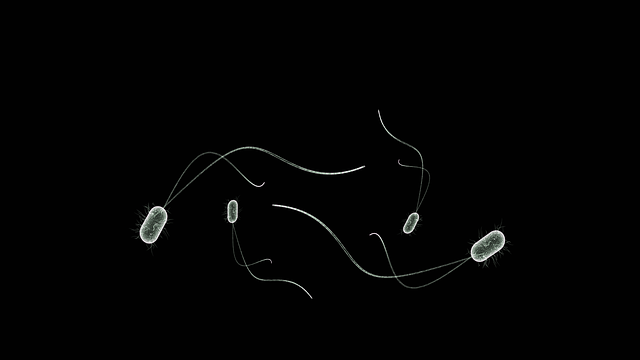 细菌 微生物 生物 - 上的免费图片