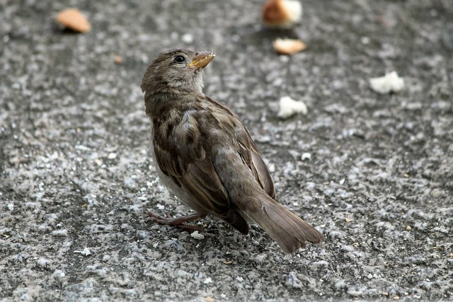 鸟 面包屑 阳台 - 上的免费照片