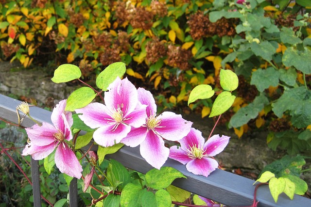 秋花 铁线莲 花园围栏 - 上的免费照片
