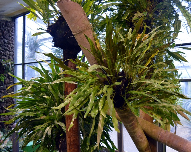 蕨类 绿色 自然 - 上的免费照片