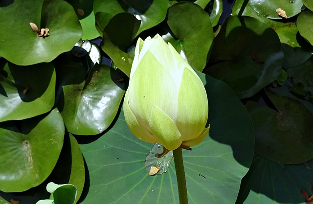 莲花 芽 白色的 - 上的免费照片