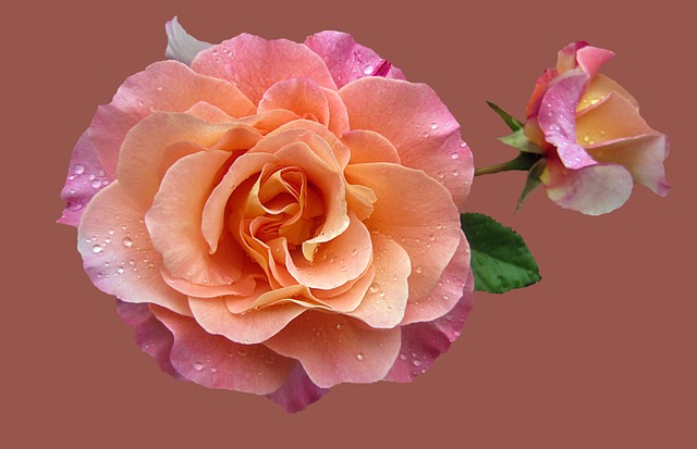 玫瑰园 高贵的玫瑰奥古斯塔·路易斯 玫瑰 - 上的免费照片