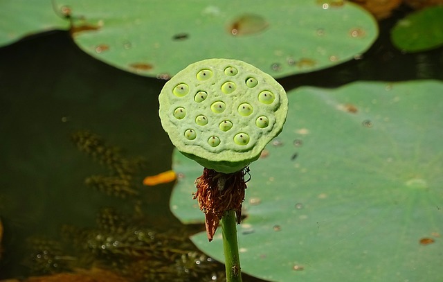 种荚 莲花 头花 - 上的免费照片
