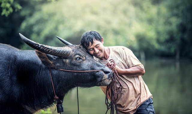 动物 亚洲 水牛 - 上的免费照片