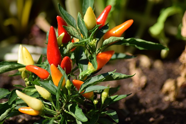 红辣椒 水果 植物 - 上的免费照片