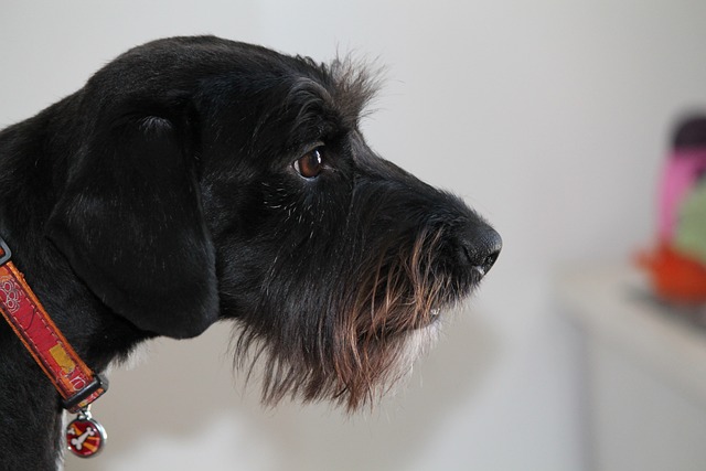 狗 混血儿 年轻 - 上的免费照片