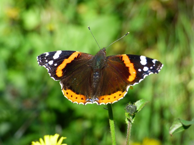昆虫 蝴蝶 火神 - 上的免费照片