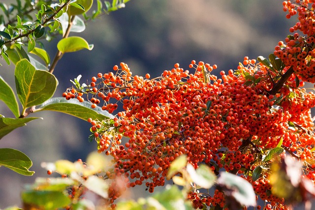 沙棘 浆果 水果 - 上的免费照片