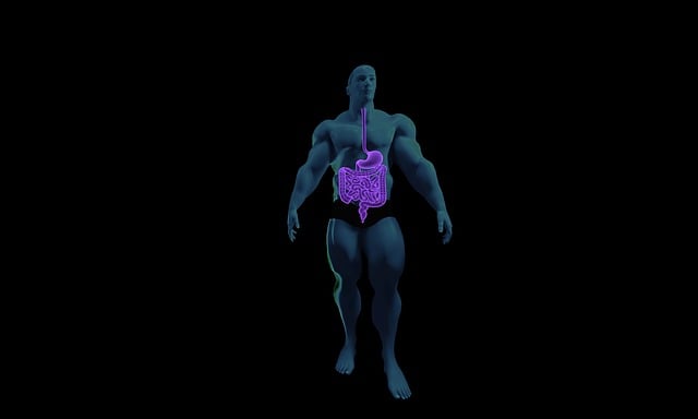 消化系统 解剖学 人体解剖学 - 上的免费图片