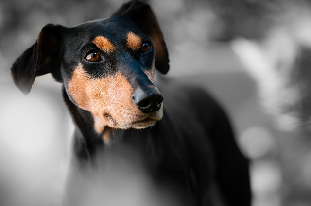 狗 短毛猎犬 肖像 - 上的免费照片