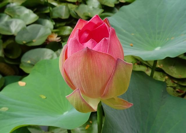 莲花 花 粉色的 - 上的免费照片