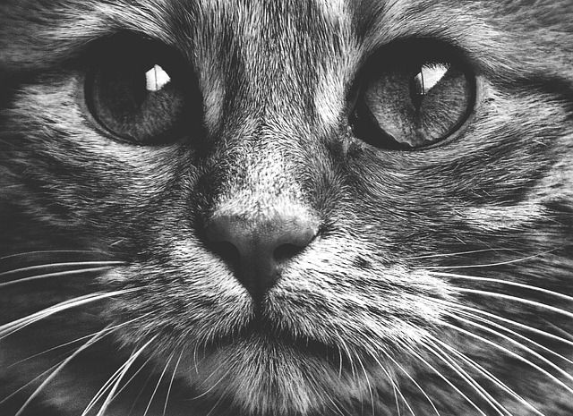猫 宿醉 黑和白 - 上的免费照片