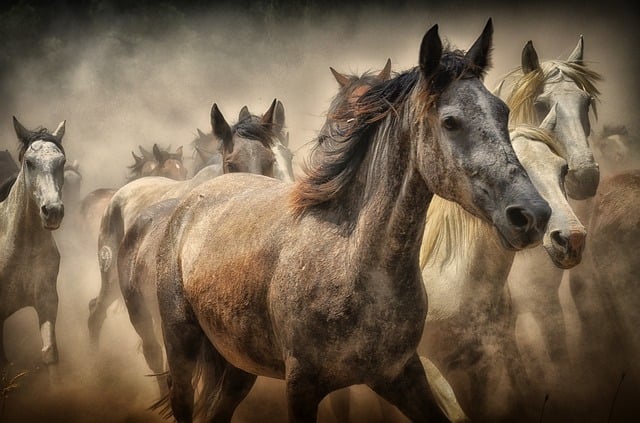 马匹 动物 自然 - 上的免费图片