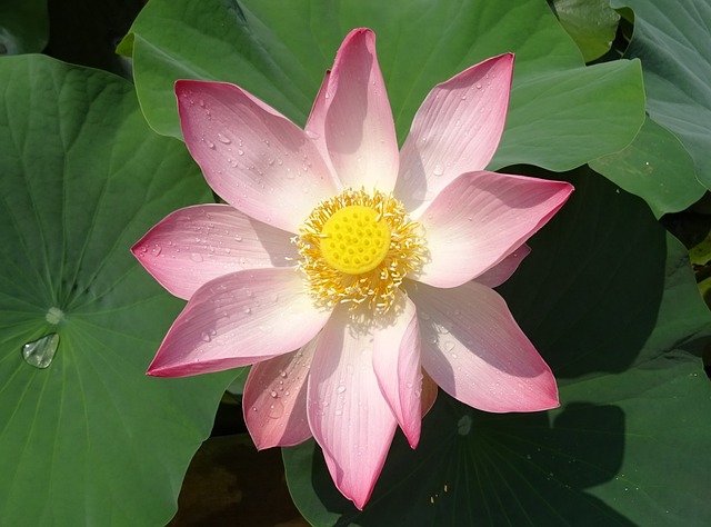 莲花 花 粉色的 - 上的免费照片