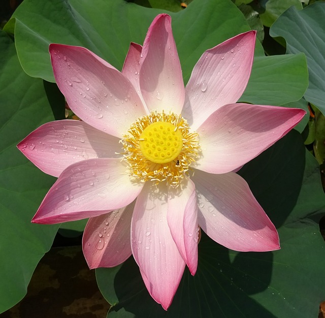 莲花 花 粉色的 - 上的免费照片
