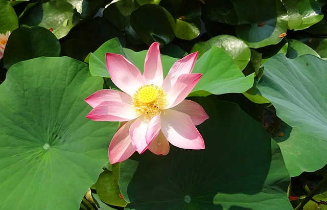 莲花 花 粉色的 - 上的免费照片