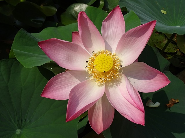 莲花 花 粉色的 - 上的免费照片