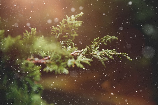 冬天 植物 枝杈 - 上的免费照片