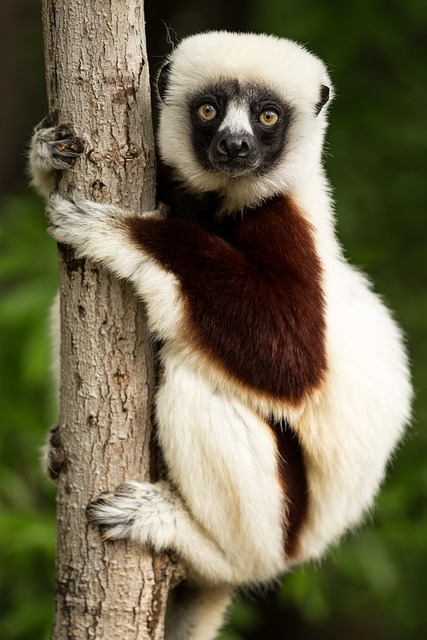 狐猴 野生动物 马达加斯加 - 上的免费照片
