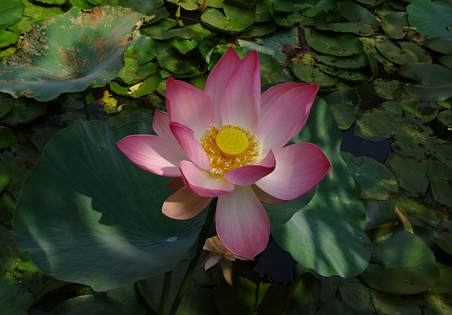 莲花 花 粉色的 - 上的免费照片