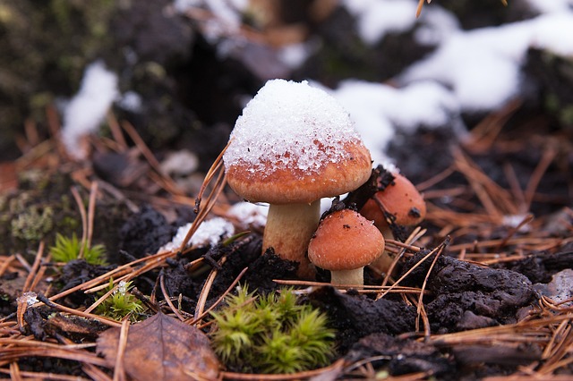 第一场雪 蘑菇 自然 - 上的免费照片