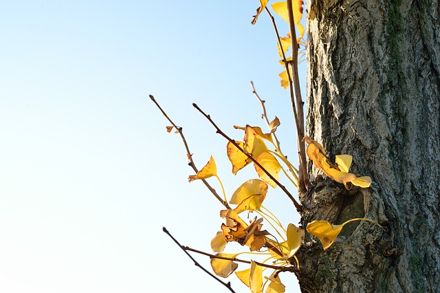 日本 景观 自然 - 上的免费照片