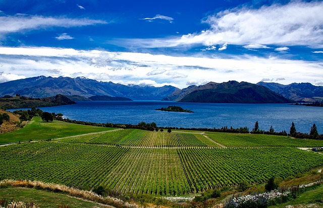 新西兰 葡萄园 Rippon - 上的免费照片