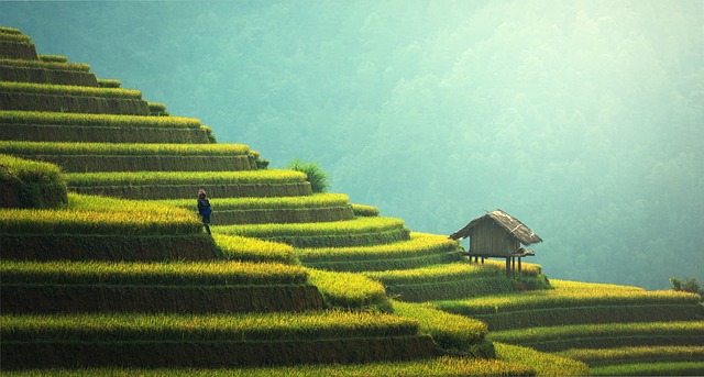 农业 水稻种植 泰国 - 上的免费照片