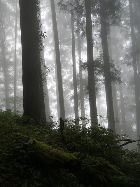 朦朧之美 山林 - 上的免费照片