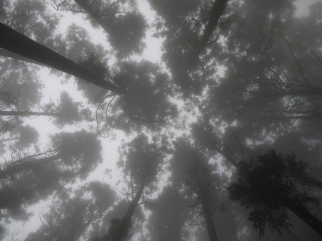 朦朧之美 山林 - 上的免费照片