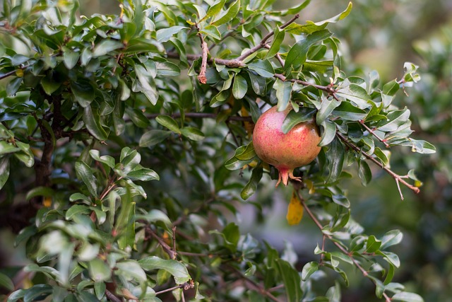 水果 花园 树 - 上的免费照片