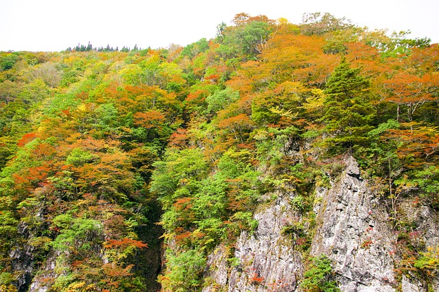 日本 秋季树叶 秋山乡 - 上的免费照片