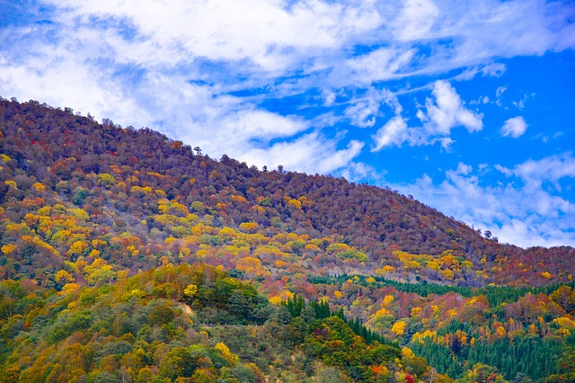 日本 秋季树叶 秋山乡 - 上的免费照片