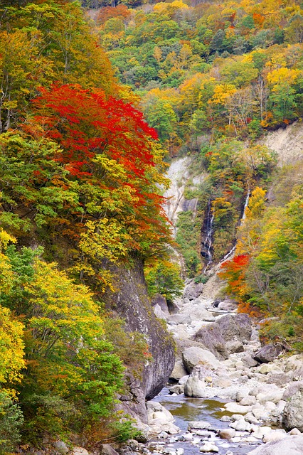 日本 秋季树叶 秋山乡 - 上的免费照片