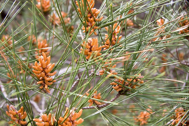 植物 青菜 生长 - 上的免费照片