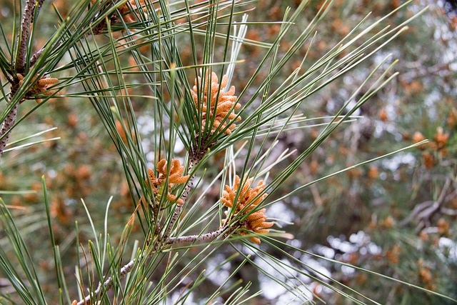 植物 青菜 生长 - 上的免费照片