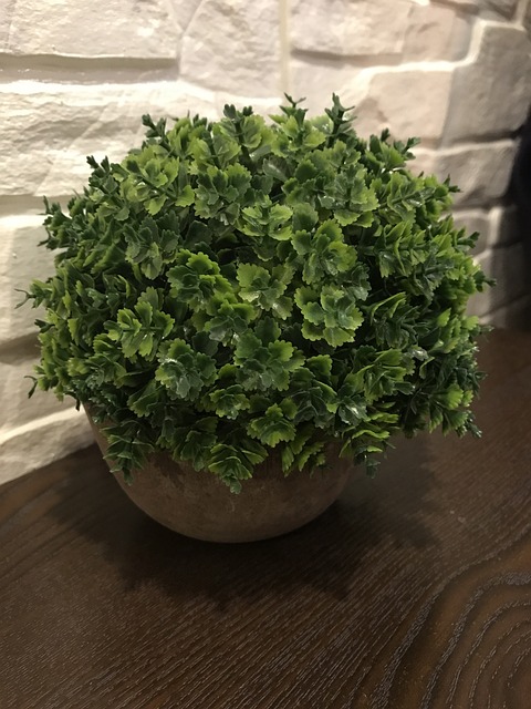 盆栽 植物 - 上的免费照片