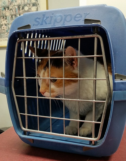 猫 载体 动物 - 上的免费照片