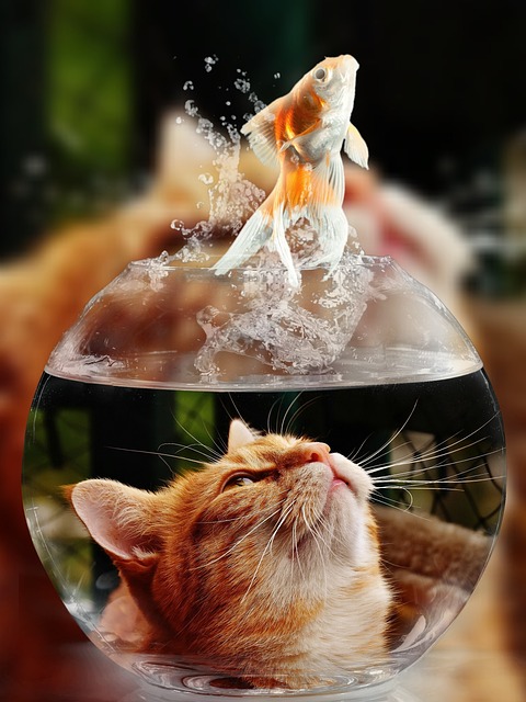 猫 脸 金鱼 - 上的免费照片