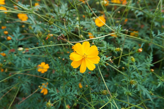 宇宙 花畑 黄色 - 上的免费照片