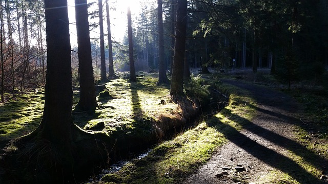 森林 散步 自然 - 上的免费照片