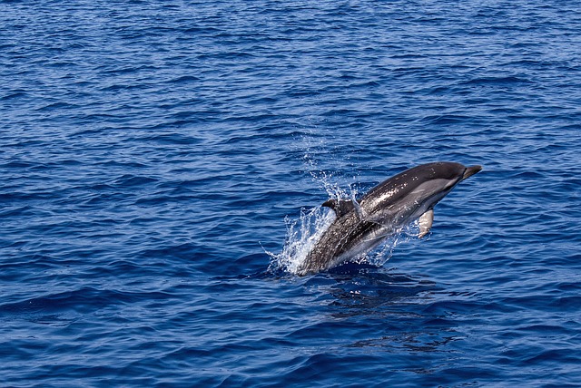 海豚 海洋哺乳动物 动物 - 上的免费照片