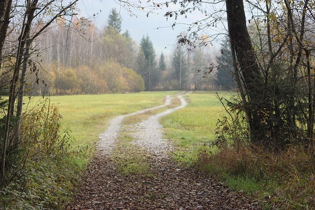 泊 高沼地 泥路 - 上的免费照片