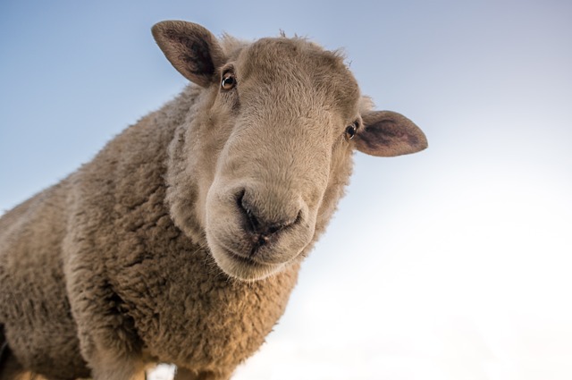 羊 动物 农场 - 上的免费照片