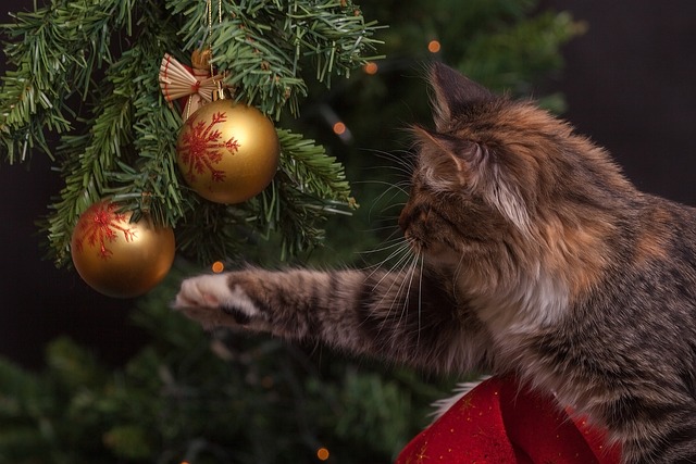 猫 圣诞树 装饰品 - 上的免费照片