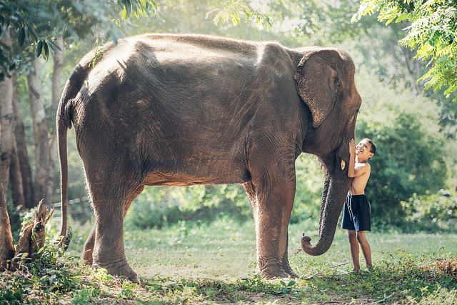大象 孩子 朋友们 - 上的免费照片