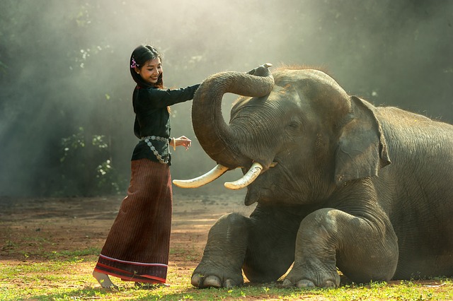 女孩 大象 抚摸 - 上的免费照片