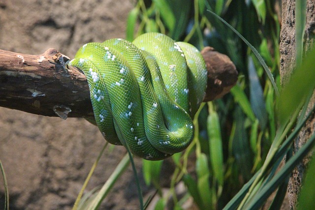 绿色的蟒蛇 莫雷利亚的贝 Python - 上的免费照片
