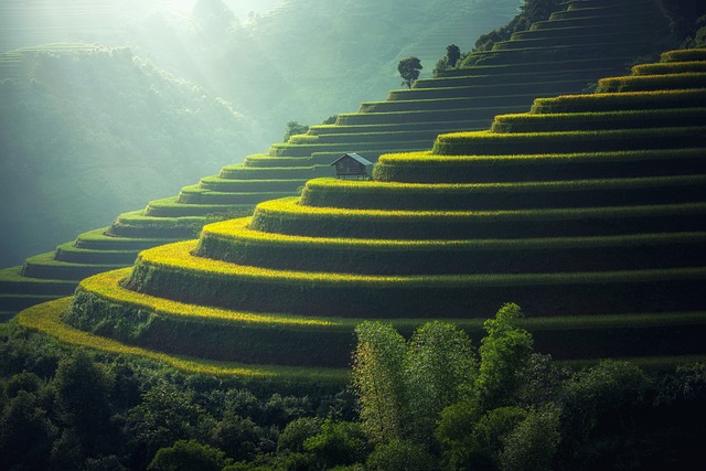 水稻种植 泰国 白饭 - 上的免费照片