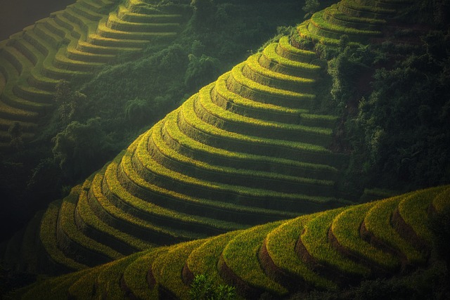 水稻梯田 山 种植园 - 上的免费照片